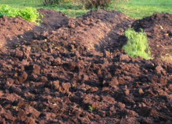 Труп воронежской пенсионерки два дня пролежал в огороде