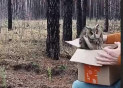 Ушастая пленница вырвалась на свободу в Воронеже