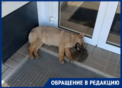 «Собаки издавали душераздирающие стоны»: воронежцы рассказали о жестокой расправе над животными 