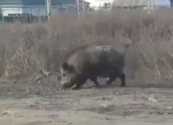 Пугающего людей кабана сняли на видео под Воронежем