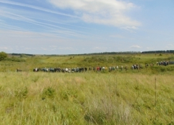 Пропавшего 3-летнего мальчика нашли мертвым в овраге под Воронежем