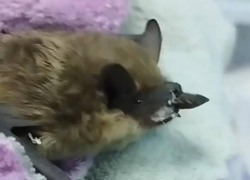 Судебные приставы из Воронежа нашли у здания кровососущее существо