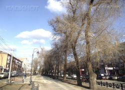 В Воронеже началась весенняя обрезка деревьев