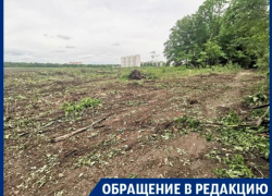 Воронежцы сообщили о массовой вырубке деревьев вблизи Ботанического сада