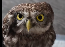 Маленькая птичка попала в клеевую ловушку в Воронежской области