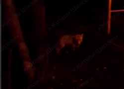 Ушастого гостя заметили в неожиданном месте Воронежа