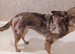 Кровавые последствия выгула собаки без намордника показали на видео воронежцы