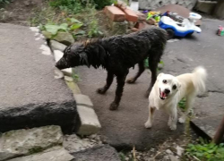 Неизвестные облили дворнягу смолой в Воронежской области