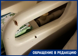 Неприятных усатых «пациентов» сфотографировали в воронежской больнице 