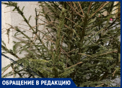 "Она умерла за два дня": жительница Воронежа лишилась новогоднего настроения после покупки ёлки