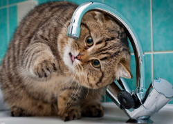 «Водоканал» отключил воду в частных домах Воронежа