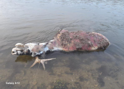 Мертвого лося нашли в воронежской реке 