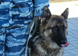 В доме пожилого воронежца обнаружили больше килограмма бездымного пороха