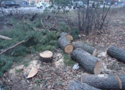 В Воронеже на Московском проспекте незаконно спилили более 30 деревьев 