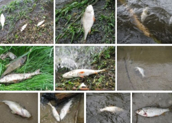 Десятки мертвых рыб выбросило на берег Воронежского водохранилища