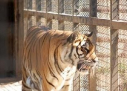 Областной департамент природных ресурсов и экологии предлагает воронежцам выбрать имя амурскому тигру