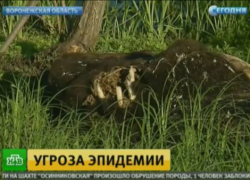 Канал НТВ показал сюжет про коровий Чернобыль в Воронежской области