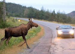 Лось устроил ДТП с тремя пострадавшими на воронежской трассе