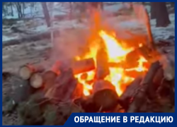 О варварской вырубке многолетнего леса заявил воронежец