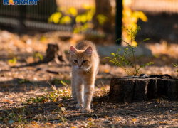 Первая рабочая неделя сентября начнется с жары в Воронеже