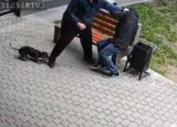 Собачка бросилась на защиту хозяина во время жесткого избиения под камерами в Воронеже