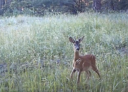 За убийство косули воронежец заплатит 120 тыс рублей