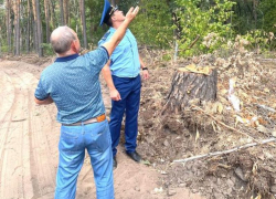 Вырубкой сосен в Нагорной дубраве заинтересовалась прокуратура в Воронеже