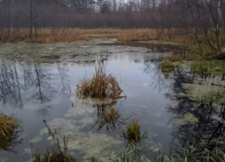 Два озера тают на глазах в Воронежской области