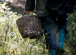 В воронежском лесу спасли компанию увлекшихся грибников-пенсионеров