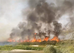 Горение камыша вдоль реки сняли на видео под Воронежем 