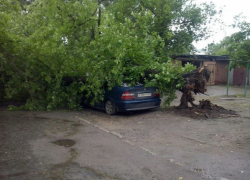 В Воронеже упавшее дерево раздавило крышу автомобилю "BMW"