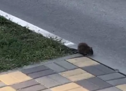 Застенчивая пухлая крыса растерялась и не смогла перейти дорогу в Воронеже 