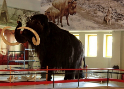 В Воронежском музее «Костенки» сезон откроет выставка детского творчества