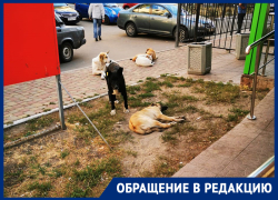 Собачье царство в мусорном сквере держит в страхе жителей Воронежа 