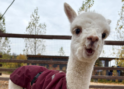 Белоснежный Эльф покорил сердца гостей парка в Воронеже