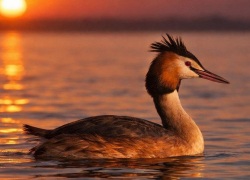 В Воронежском заповеднике показали птицу года 2026