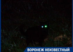 С какими таинственными существами сталкивались воронежцы