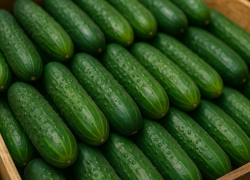 Свежие огурцы существенно подорожали в Воронежской области 