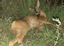 Косулю с окровавленным ртом спасли на трассе «Воронеж-Тамбов»