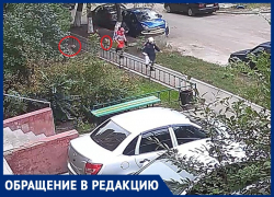 Стая собак устроила переполох и напугала детей в Воронеже