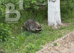 Енот-гуляка переполошил жителей Воронежа