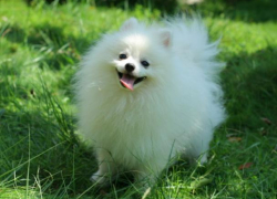Специалисты рассказали, сколько в Воронеже стоит собачье счастье
