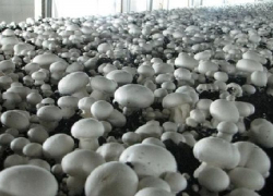 Под Воронежем краснодарцы открывают крупное производство шампиньонов