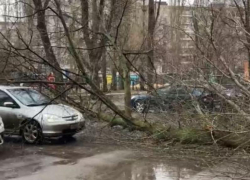 Разрушительные последствия непогоды запечатлели в Воронеже