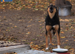 На ограждение для воронежского приюта для животных мэрия отложила 5 миллионов рублей 