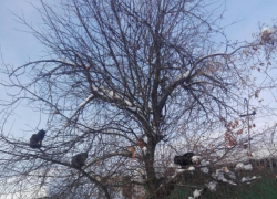 Разжиревшие коты-снегири захватили дерево в Воронеже 