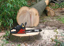 За 78 спиленных деревьев с жителя Воронежской области требуют 3 млн рублей