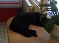 Черного кота на страже мясного магазина сняли в Воронеже 