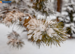 Пасмурную и теплую погоду покажет воронежцам начало весны 2026 года