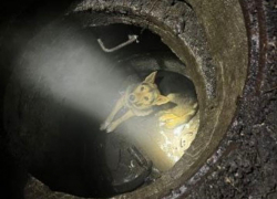 Пес провалился в колодец в Воронеже